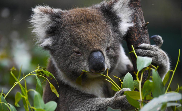 Un famoso santuario animal de Australia prohíbe abrazar a los koalas