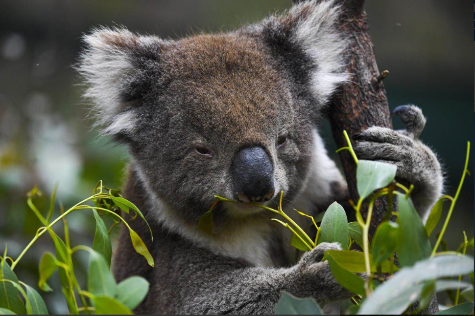 Un famoso santuario animal de Australia prohíbe abrazar a los koalas