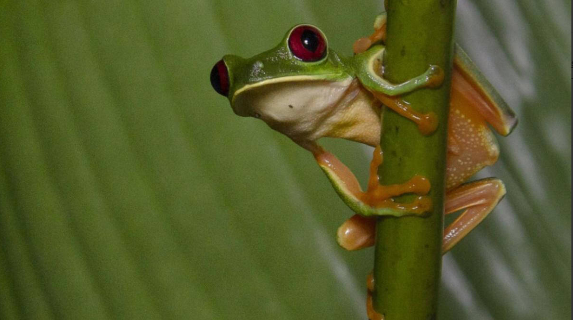 Descubren que rana endémica de Centroamérica eclosiona antes si hay calor para sobrevivir