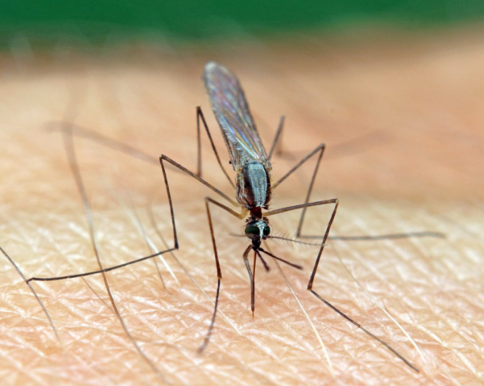 Azua y San Juan son las provincias más expuestas a la malaria