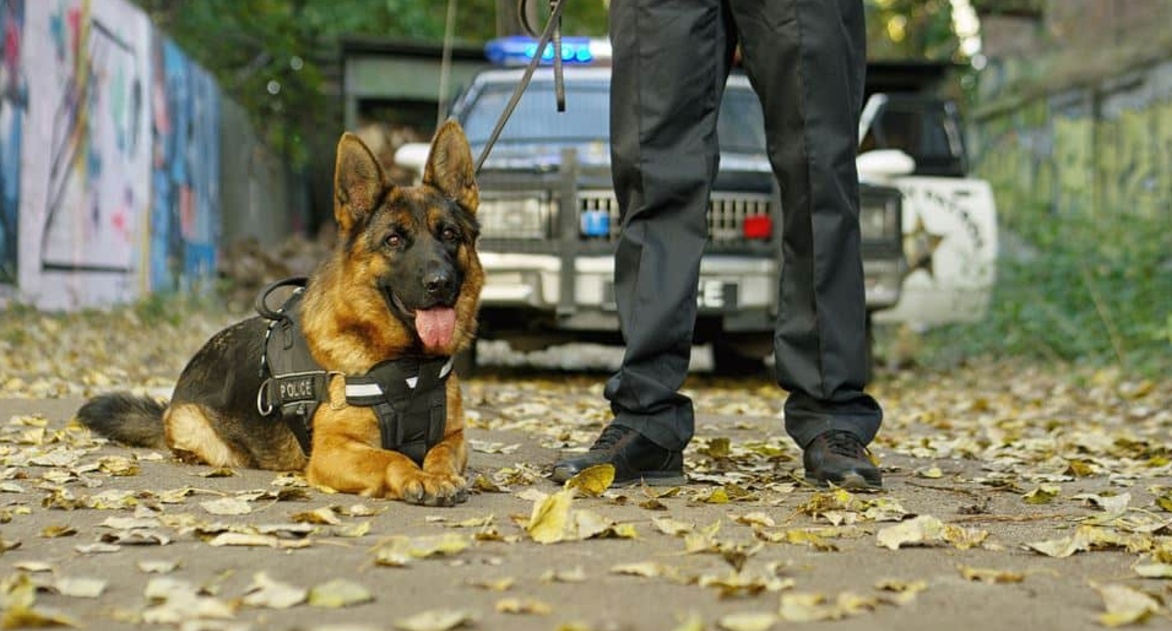 Ciudad de California pagará casi un millón de dólares a mujer lesionada por perro policial
