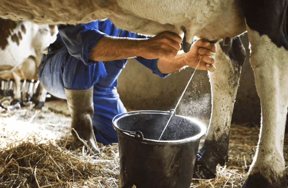 California suspende la distribución de leche cruda de su mayor productor por gripe aviar