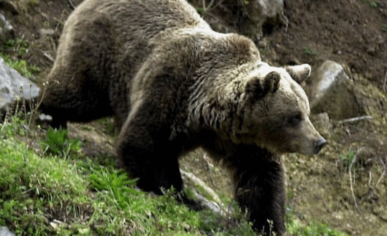 Eslovaquia despliega 50 soldados del Ejército para abatir a osos tras un ataque mortal